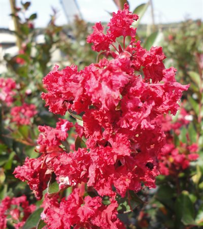 Crape Myrtle Enduring Summer™ Red